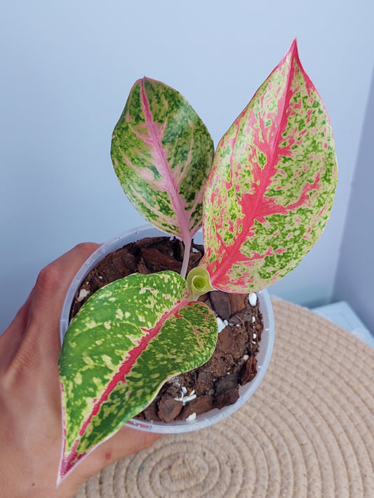 Aglaonema Night Sparkle #A