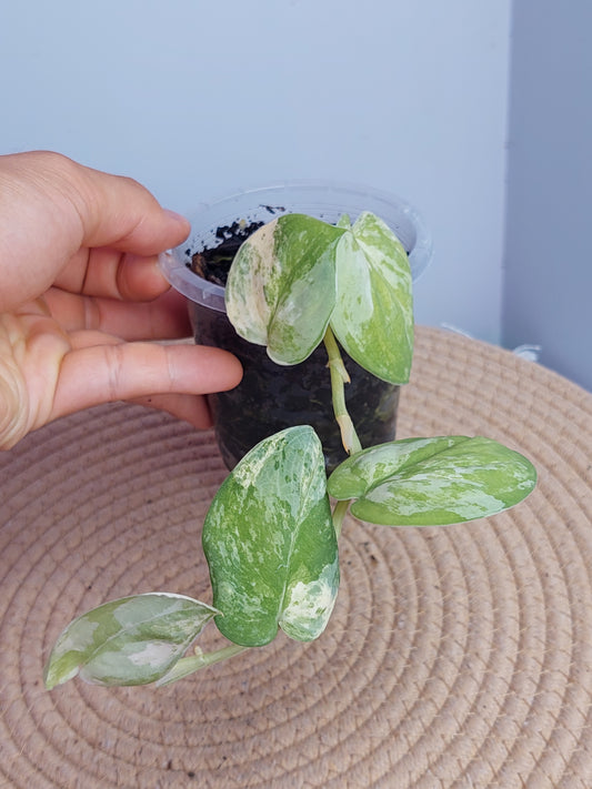 Scindapsus Mangurai Variegated #A