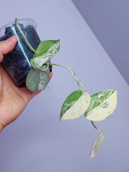 Scindapsus Mangurai Variegated #B