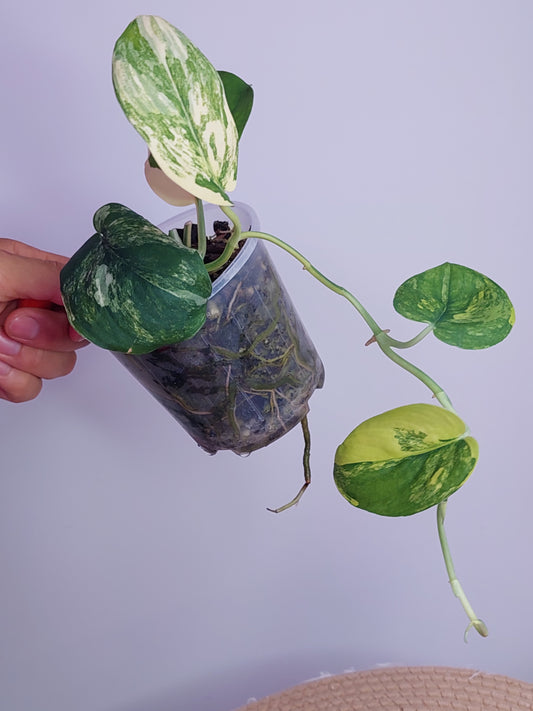 Scindapsus Jade Satin Variegated #B