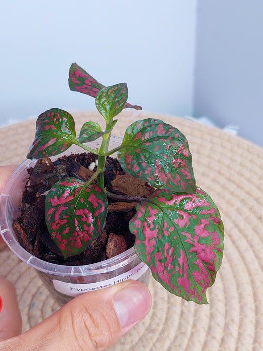 Hypoestes Hippo Red #A
