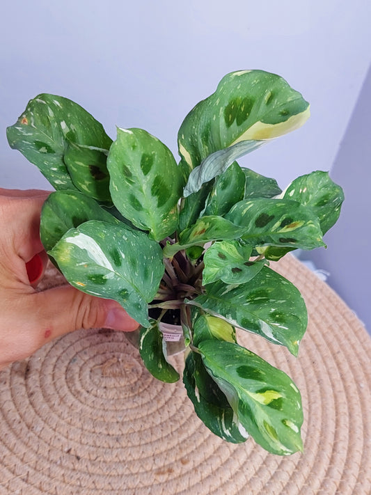 Maranta Variegated (Prayer Plant) #A