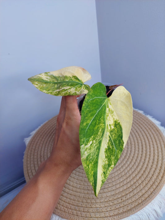 Anthurium Noid Variegated _ 1