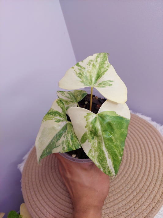 Anthurium Pterodactyl Variegated _ 1