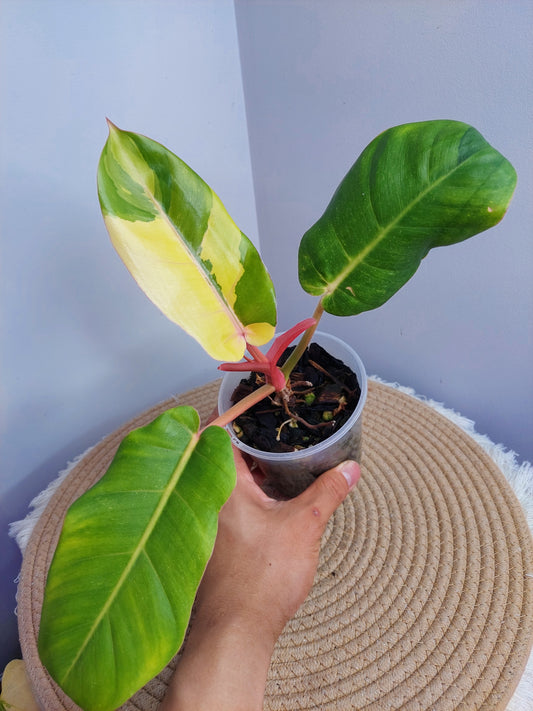 Philodendron Jungle Fever Variegated _ 1