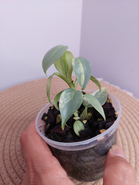 Philodendron Silver Sword Variegated _ 1