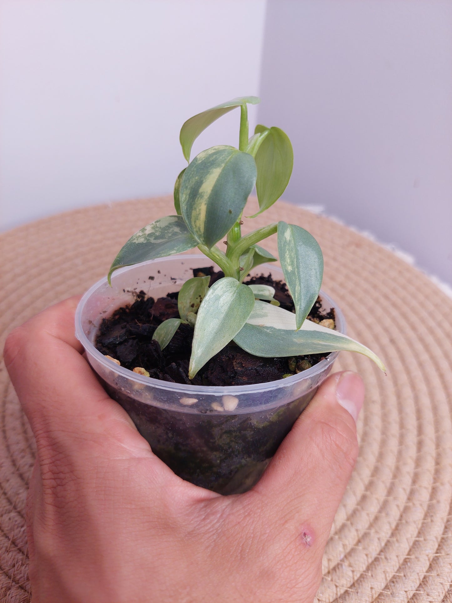 Philodendron Silver Sword Variegated _ 1