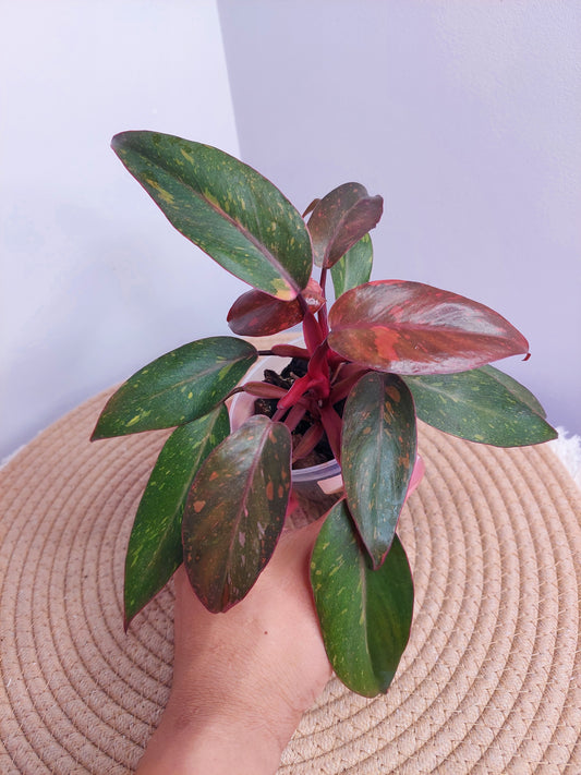 Philodendron Orange Princess Variegated _ 1