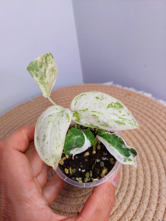 Scindapsus Silver Splash Variegated _ 1