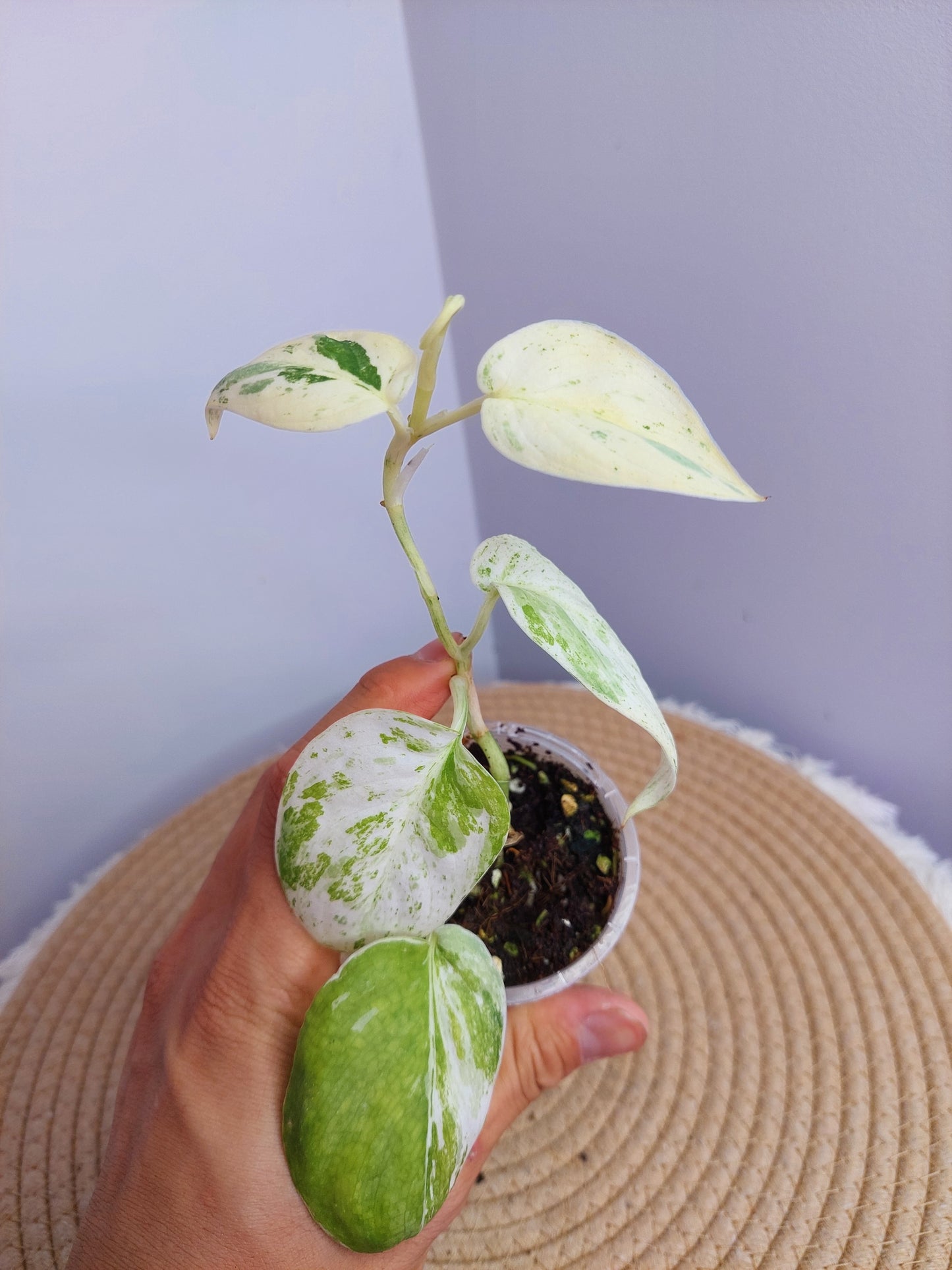 Scindapsus Silver Splash Variegated _ 2