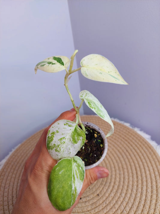 Scindapsus Silver Splash Variegated _ 2