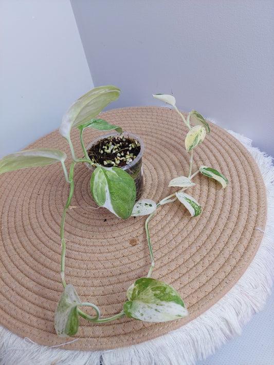 Scindapsus Silver Splash Variegated _ 3