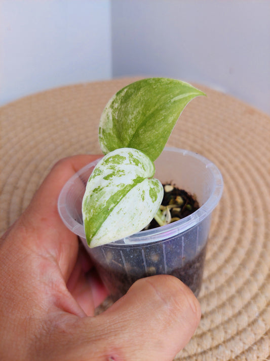 Scindapsus Silver Splash Variegated _ 4