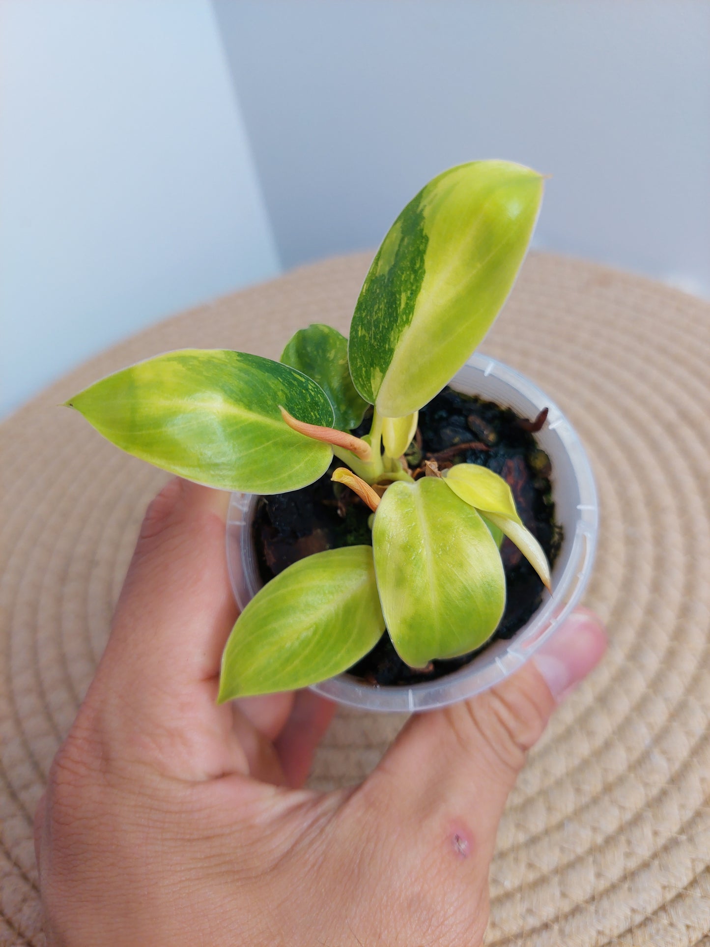 Philodendron Green Congo(Nuclear Congo) _ 1