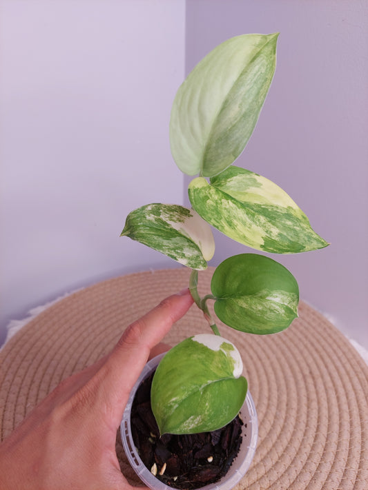 Scindapsus Jade Satin Variegated _ 1