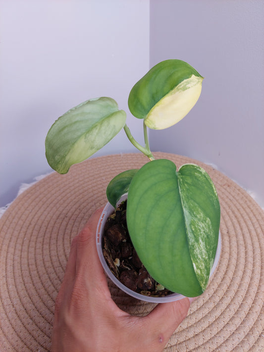 Scindapsus Jade Satin Variegated _ 2