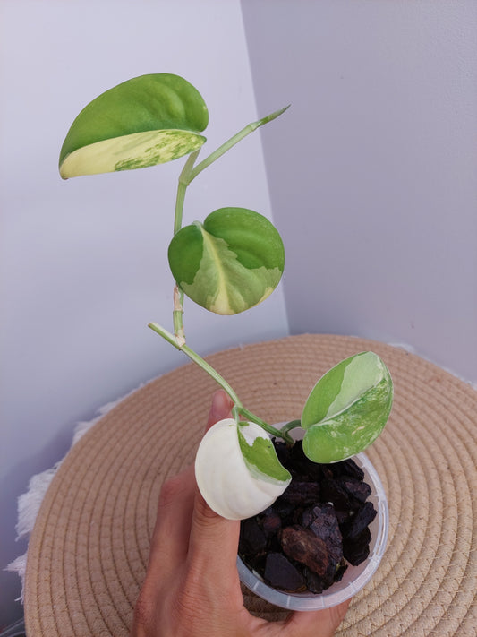 Scindapsus Jade Satin Variegated _ 3