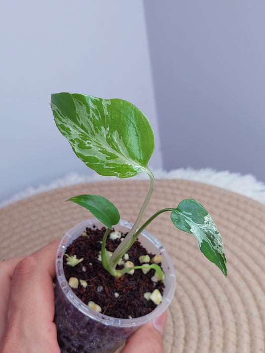 Monstera Bulbasaur 1