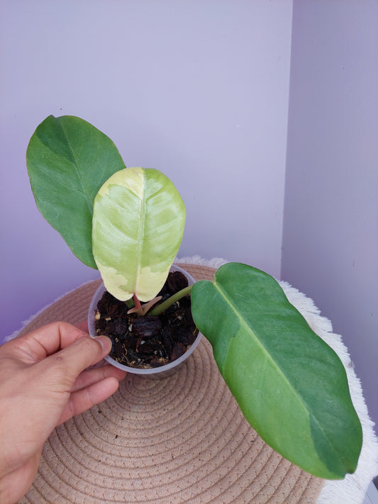 Philodendron Jungle Fever Variegated 1
