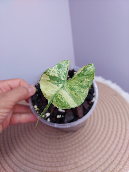 Alocasia Stingray Variegated 1
