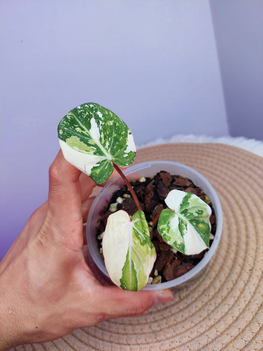 Philodendron Gloriosum Variegated 1