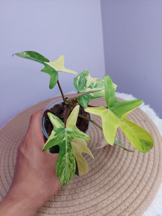 Philodendron Florida Beauty variegated 1