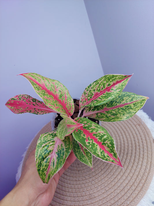 Aglaonema Night Sparkle 1