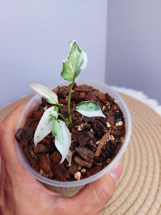 Syngonium Starlite 1