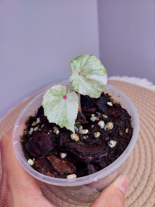 Begonia Rouge Variegated 2