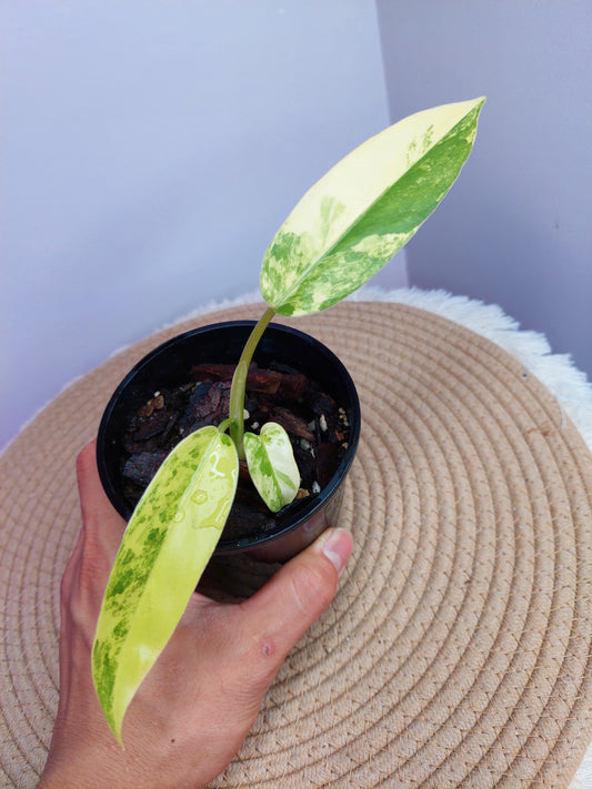 Philodendron Mango Shake Variegated 1