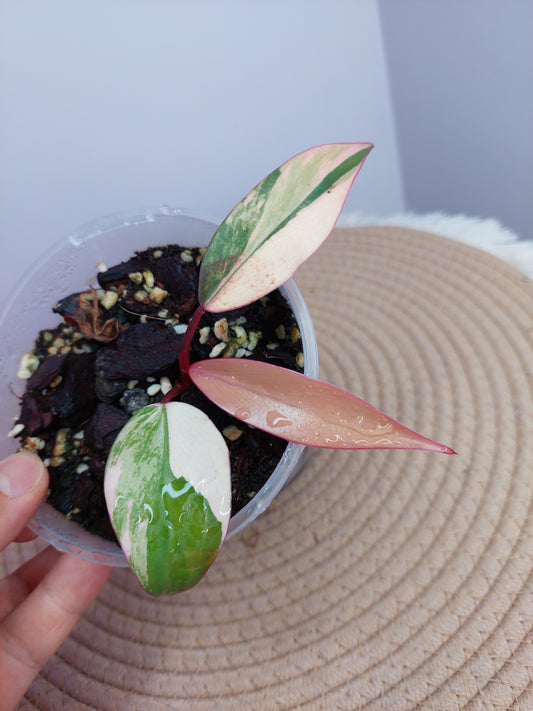 Philodendron Strawberry Shake 1
