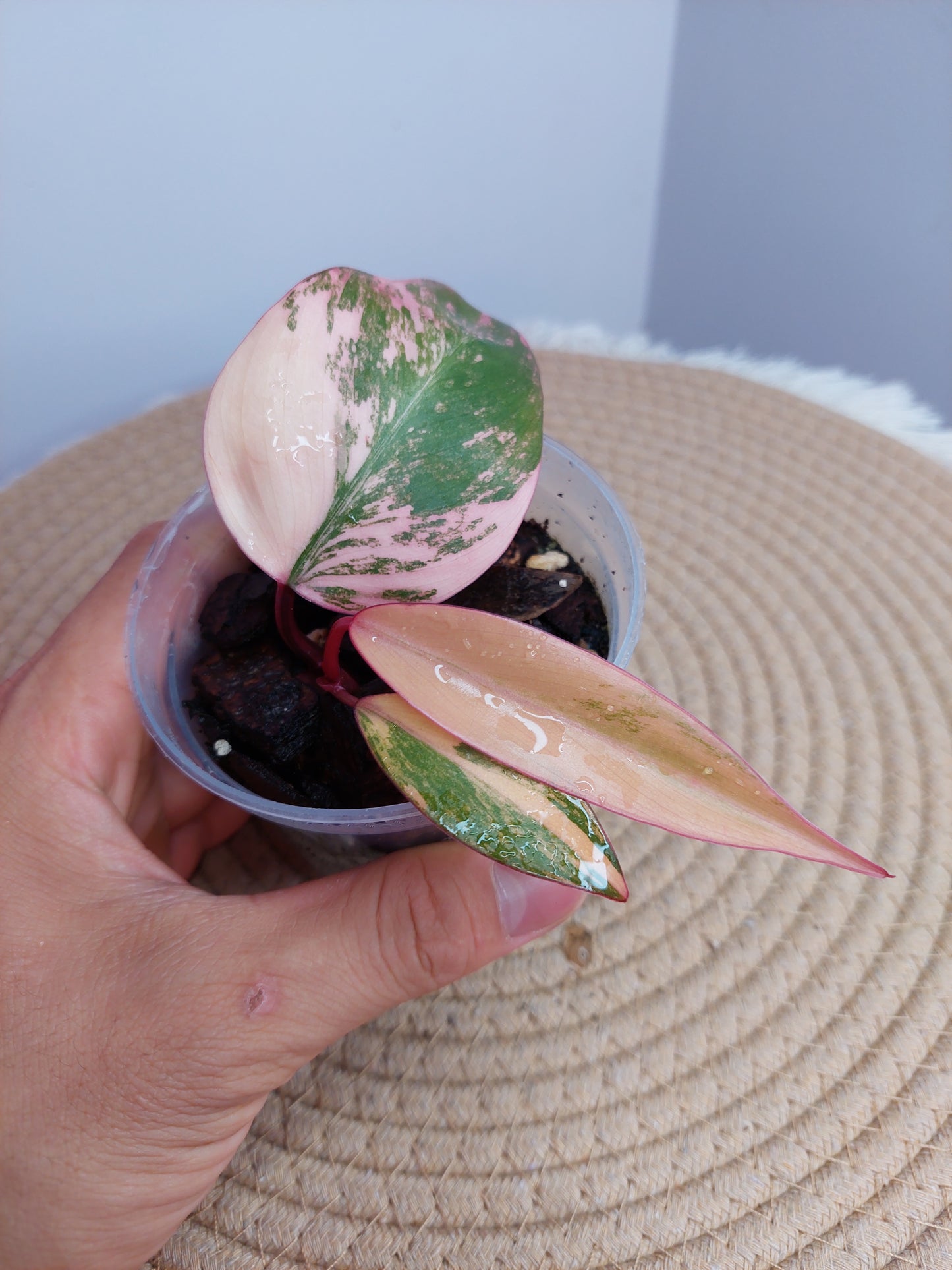 Philodendron Strawberry Shake 2