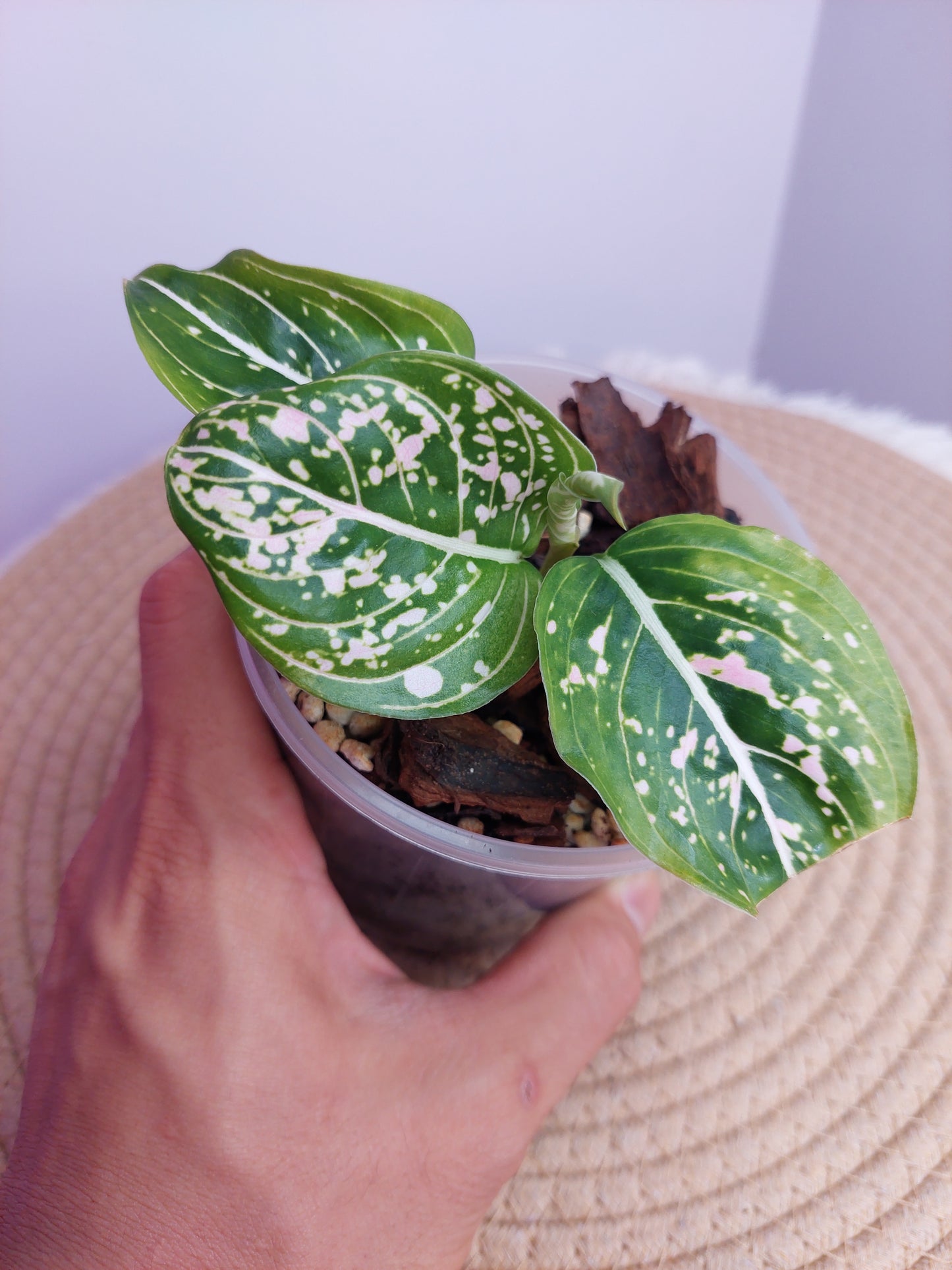 Aglaonema Commutatum 1
