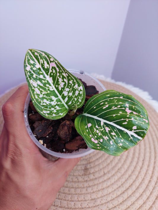 Aglaonema Commutatum 2