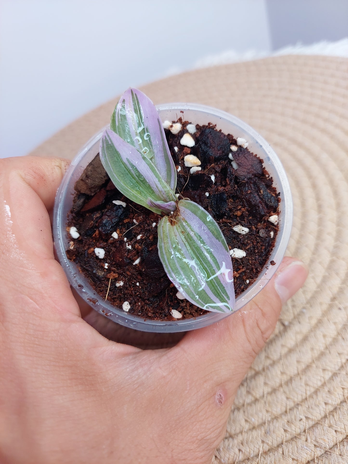 Tradescantia Cerinthoides Sweetness 1