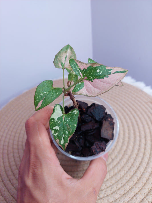 Syngonium Red Spot Tricolour 1