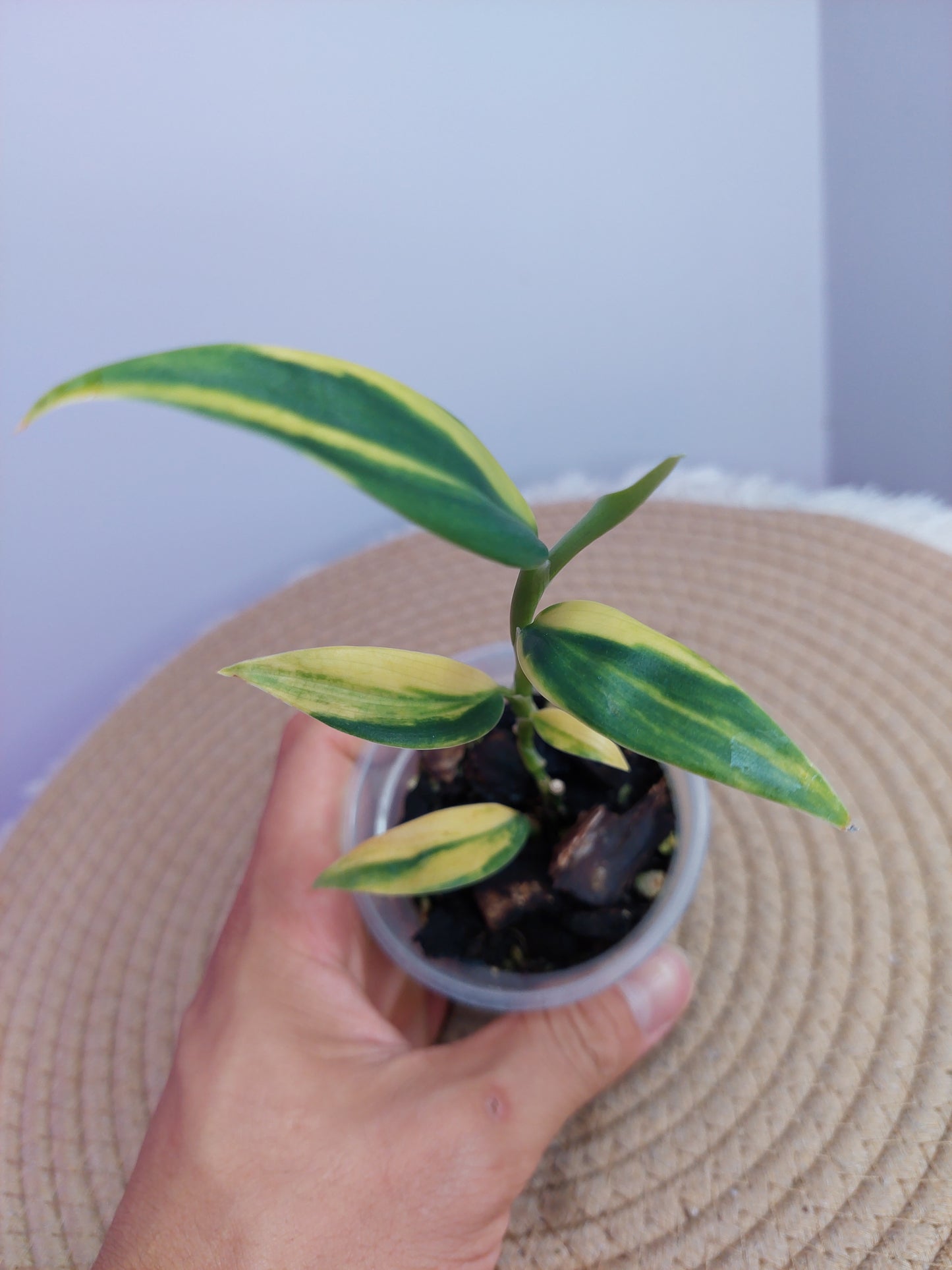 Scindapsus Coriaceus Aurea 1
