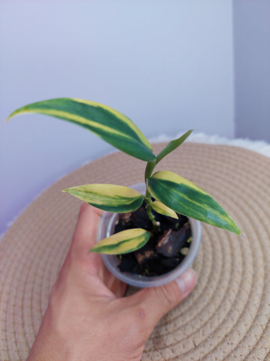 Scindapsus Coriaceus Aurea 1