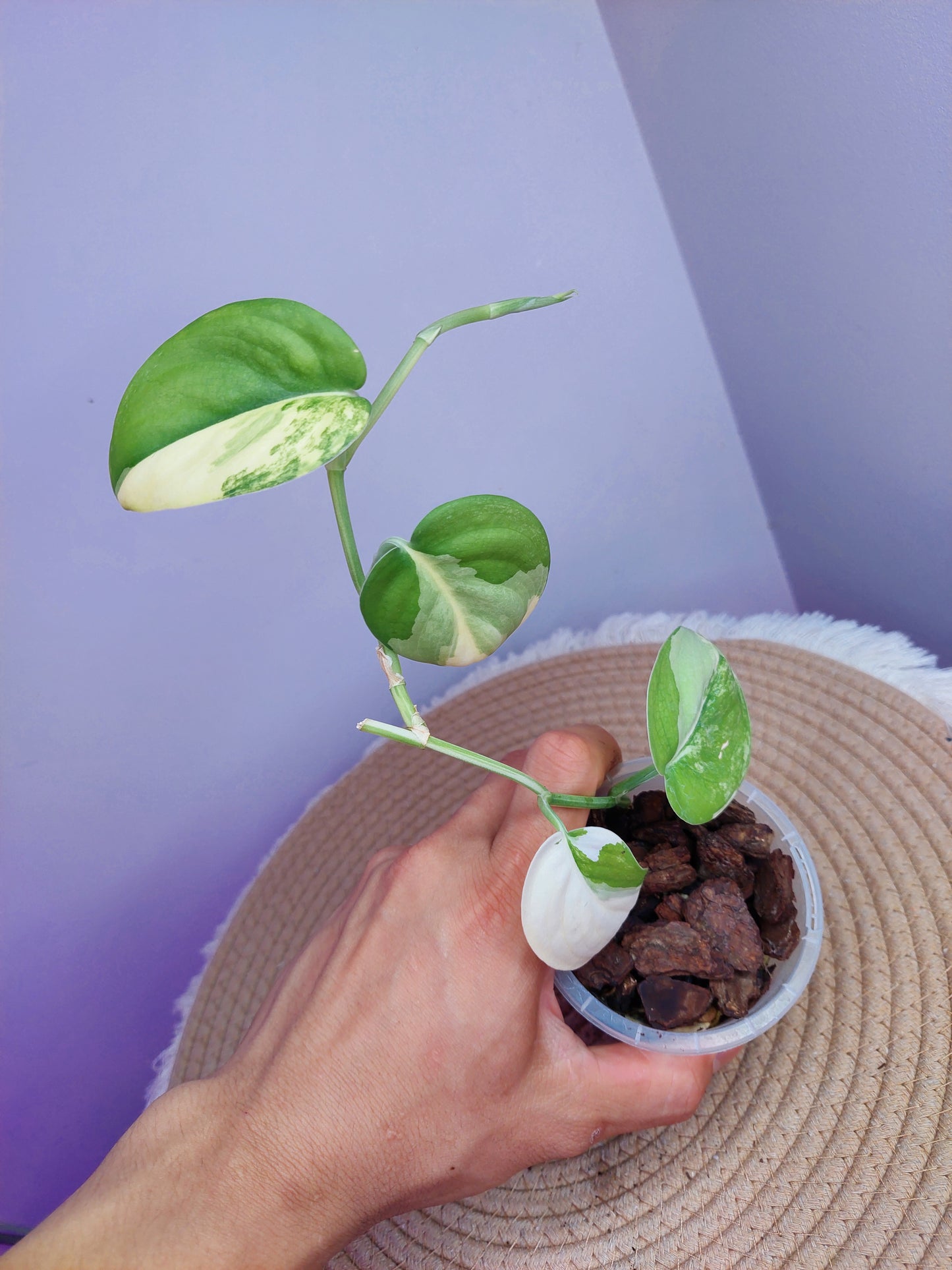 Scindapsus Jade Satin Variegated 1