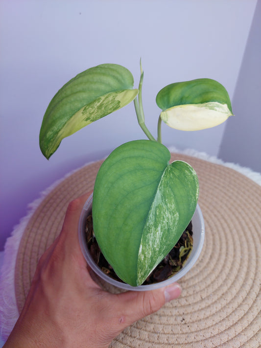 Scindapsus Jade Satin Variegated 2