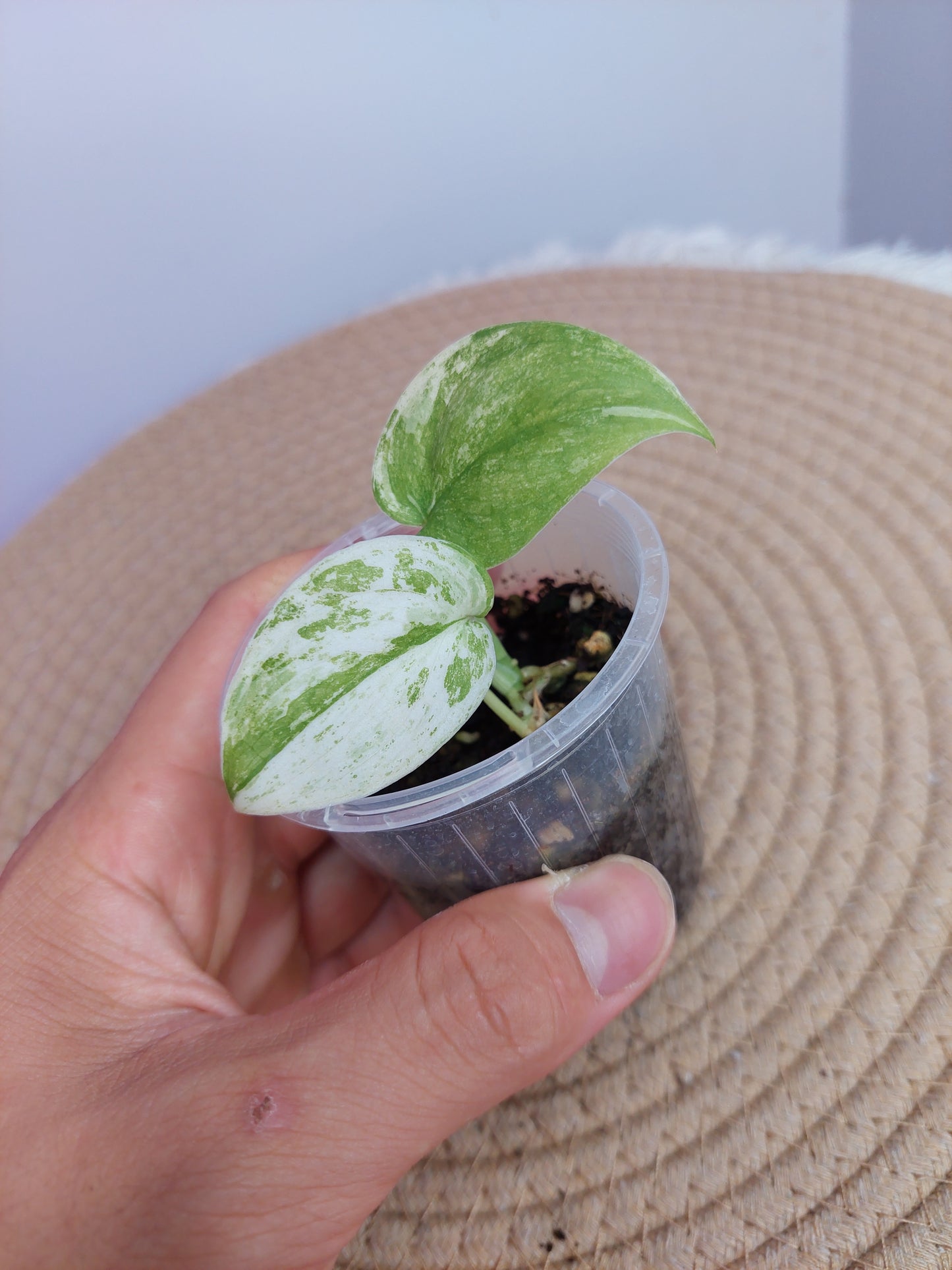 Scindapsus Silver Splash Variegated 1