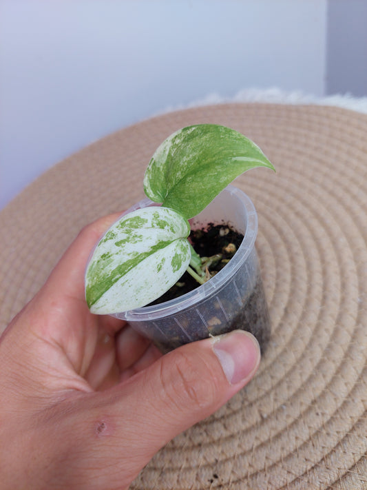Scindapsus Silver Splash Variegated 1