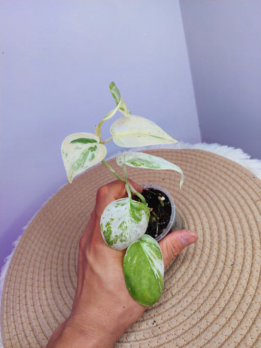 Scindapsus Silver Splash Variegated 2