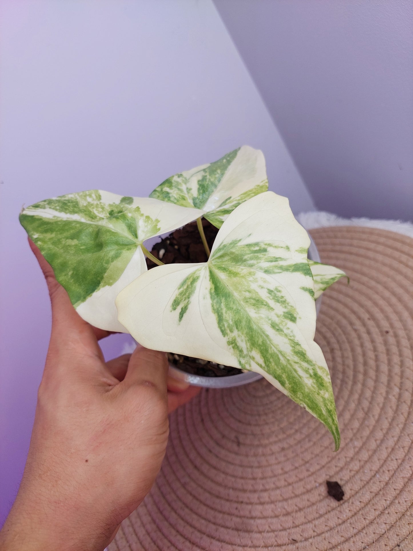 Anthurium Pterodactyl Variegated -1