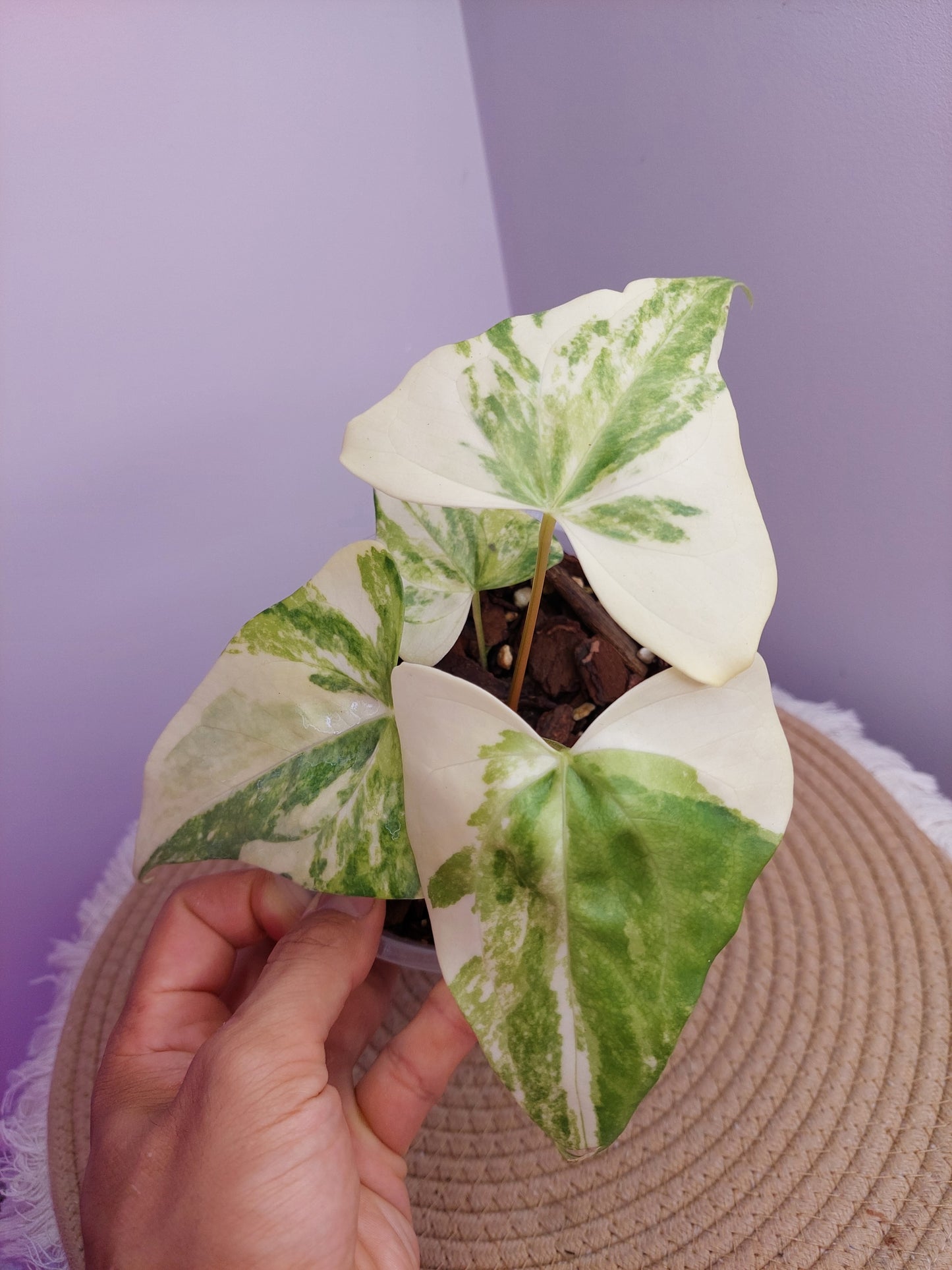 Anthurium Pterodactyl Variegated -1