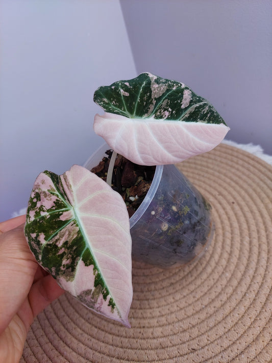 Alocasia Black Velvet Variegated - 1