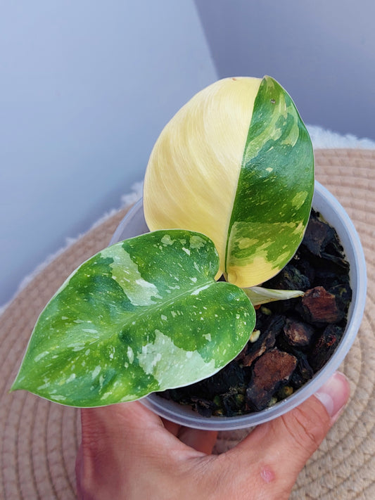 Philodendron Green Congo(Nuclear Congo) Variegated - 1