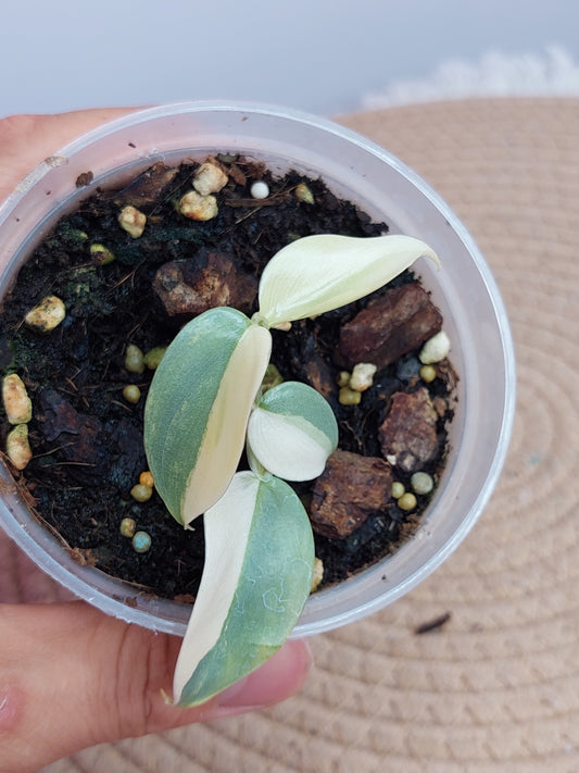 Philodendron Silver Sword Variegated -1