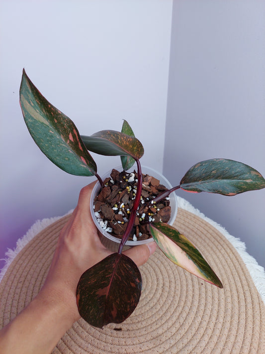 Philodendron Sunspot - 1