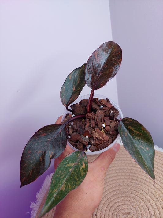 Philodendron Sunspot - 2